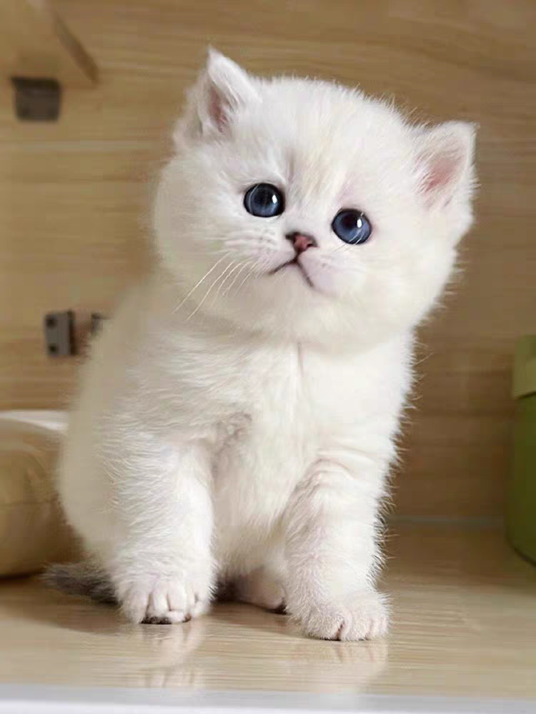 猫舍直销,批发价出售,英国长毛猫